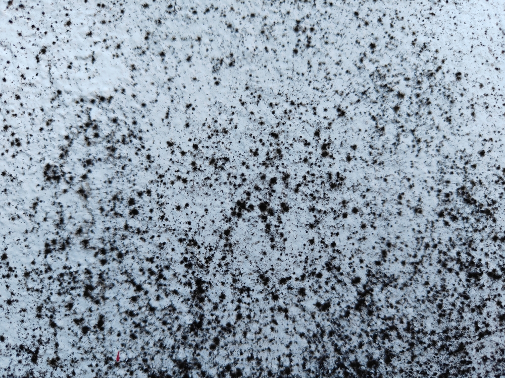 black mold exposure