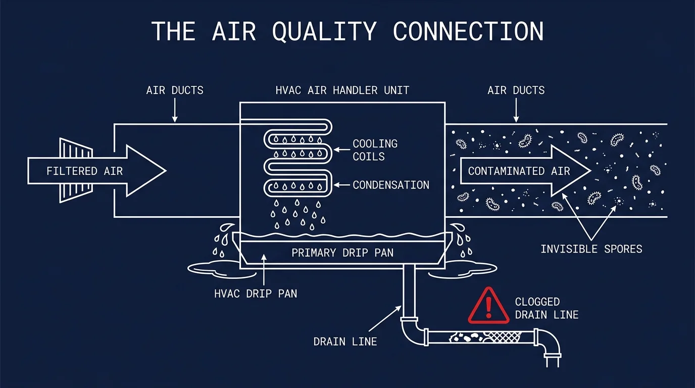 A technical schematic showing how mold in an HVAC drip pan can spread spores through air ducts.