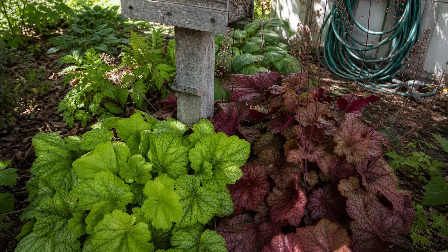 Vibrant lime and coral-colored Heuchera plants growing in dense mounds in a shaded garden corner.